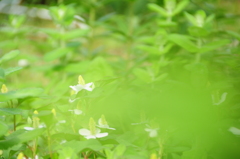 雑草園♪