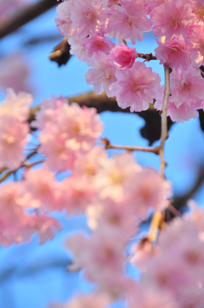 桜色♪
