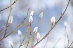 春への移ろい♪