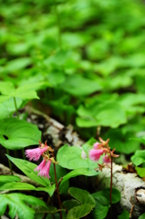 花の山旅♪