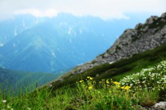 稜線に咲く♪