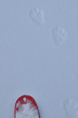 動物さんと運動会♪