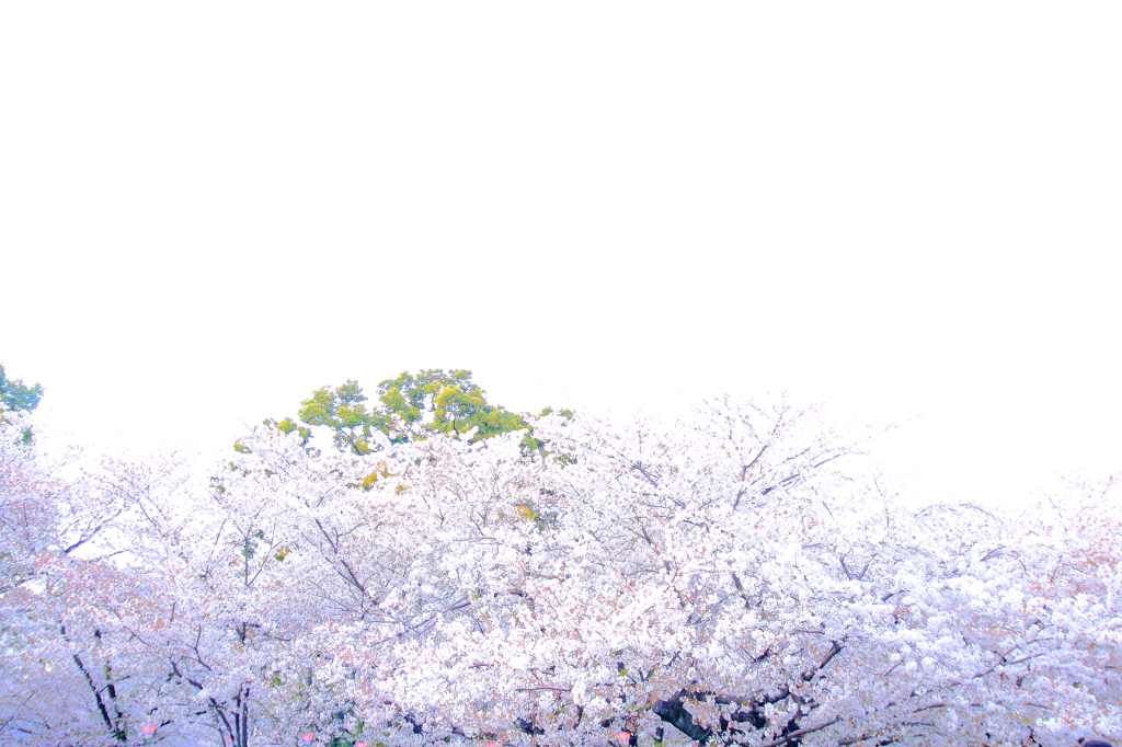 桜