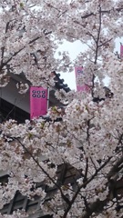 春の真田城