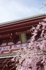 桜と浅草寺