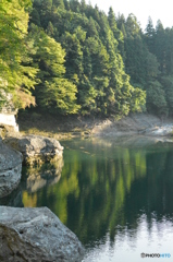 水面の木々