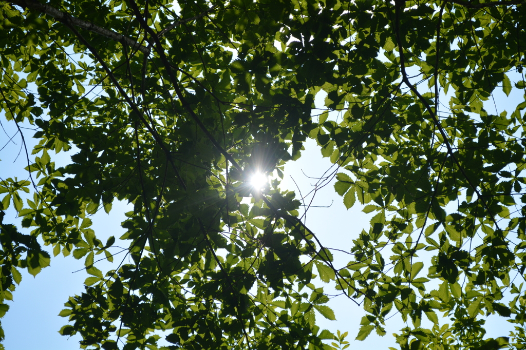 木漏れ日