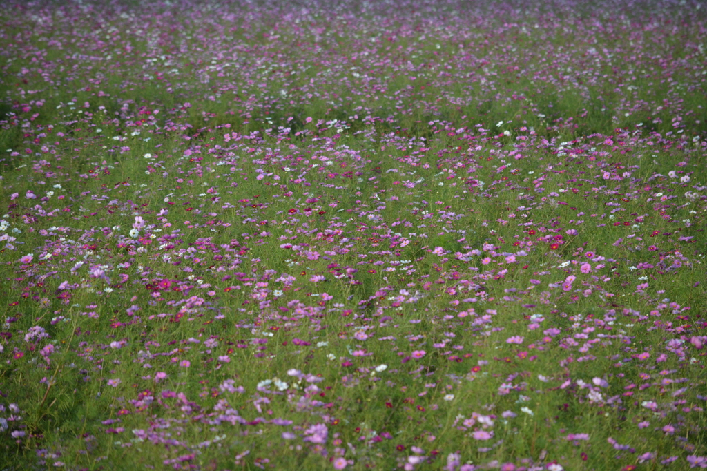 秋桜