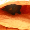 米袋の中の猫（ちーすけ）