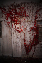 紅い壁