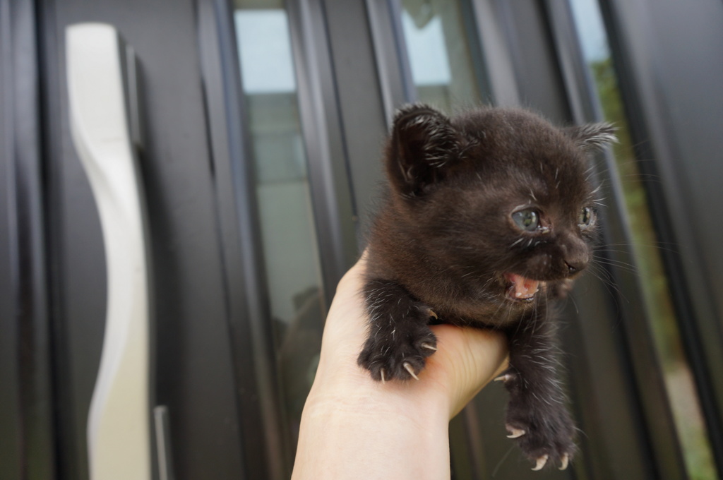 仔猫