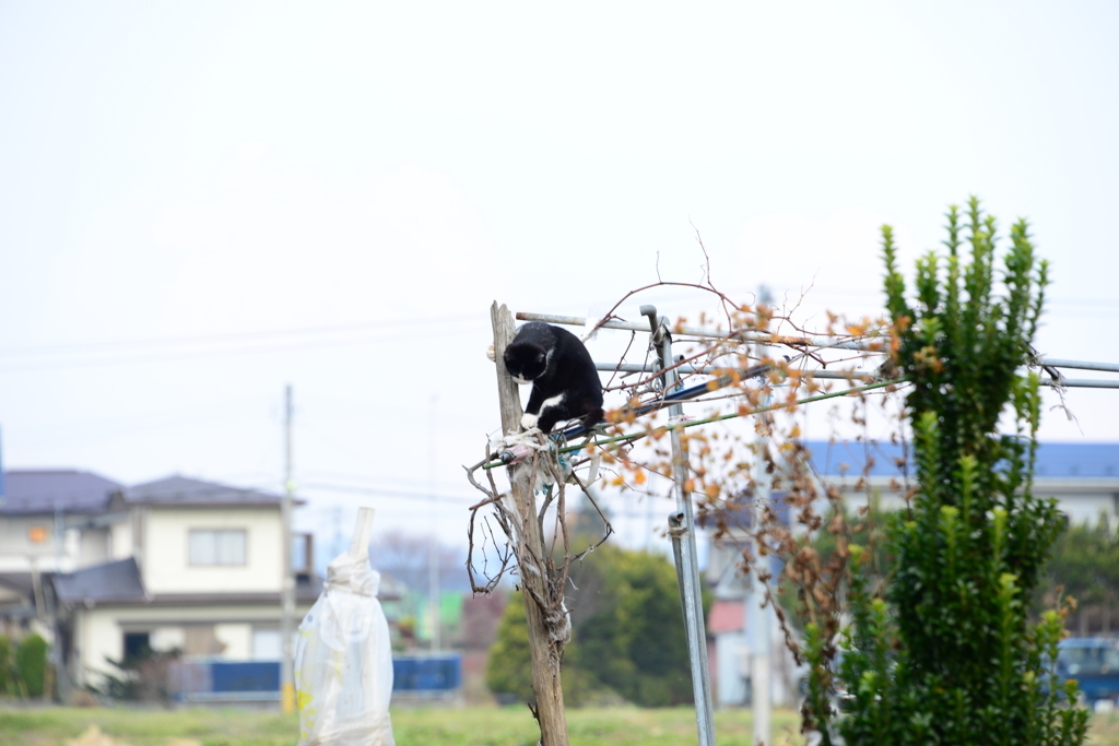 しかし下りれん