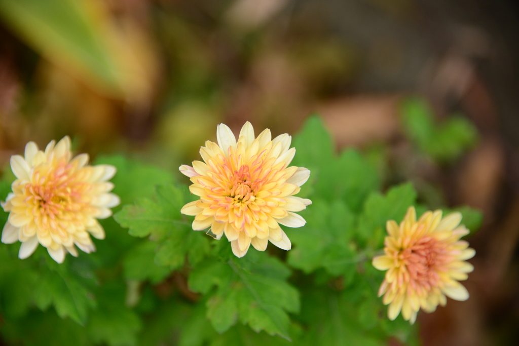 晩秋の菊の花