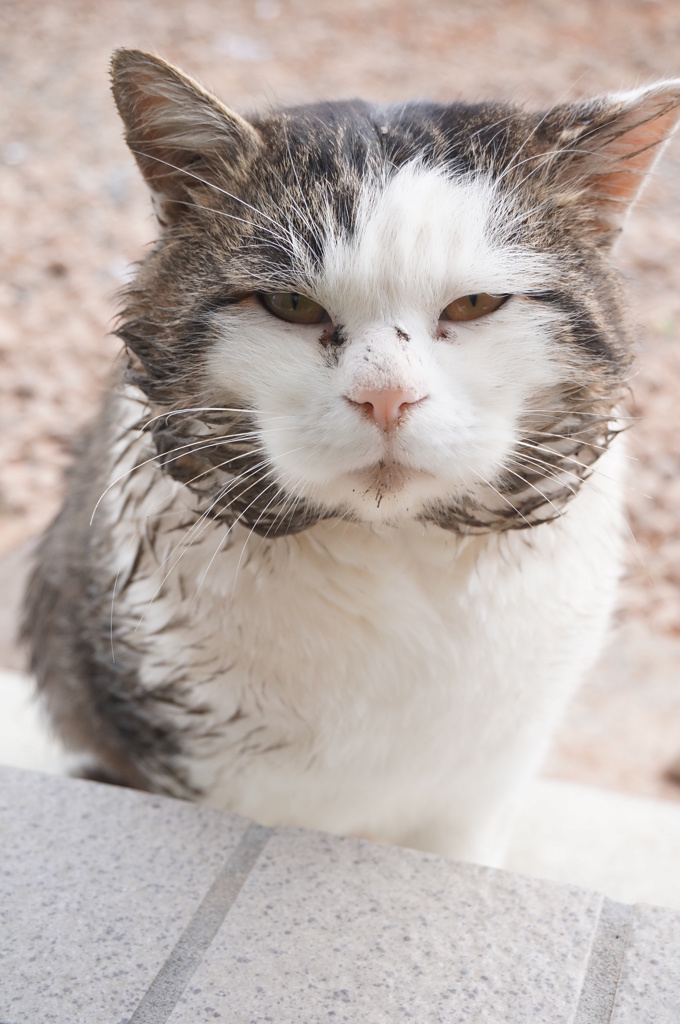 磯
