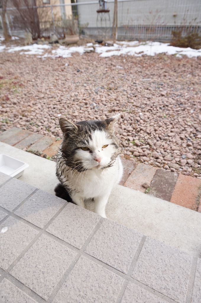 磯
