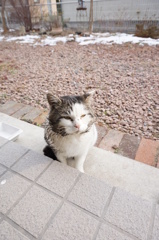 磯