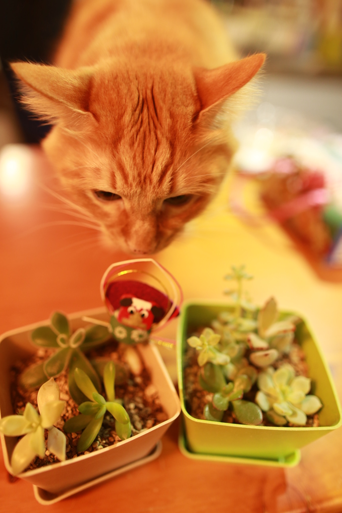 多肉植物と猫（こまち）
