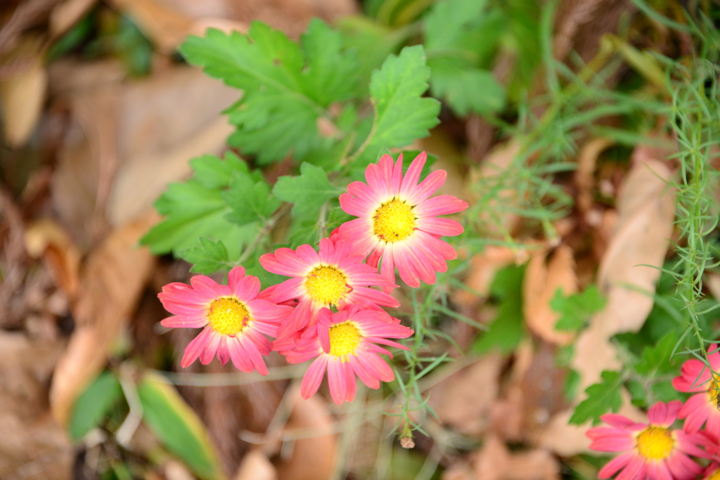 落ち葉と菊