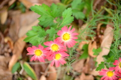 落ち葉と菊