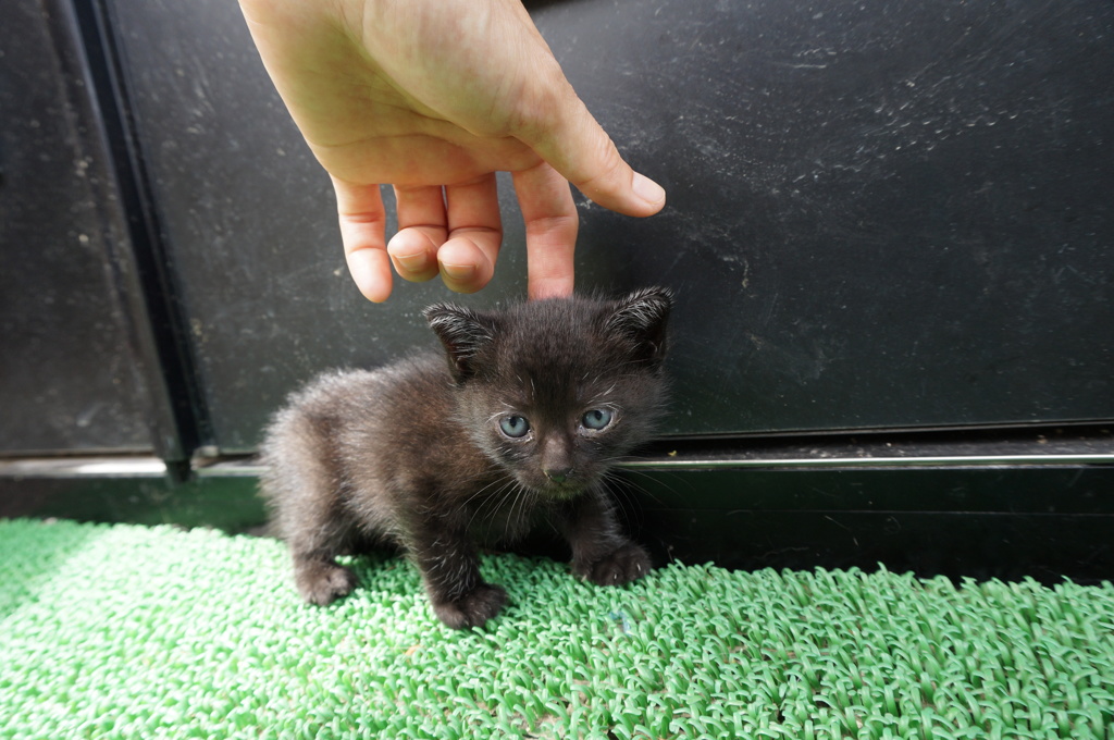仔猫