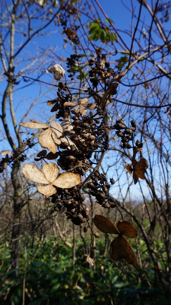 折爪岳の秋