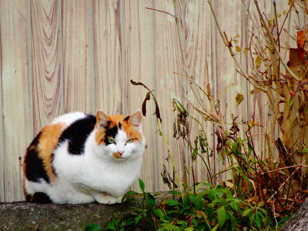 三毛猫ちゃん By Aozoraneko Id 2913706 写真共有サイト Photohito