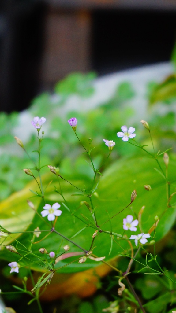 かすみ草