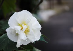 路地裏にて