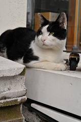 見つめるねこ