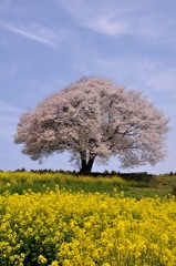 馬場山の一本桜