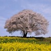 馬場山の一本桜