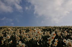 水仙