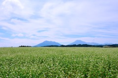 波野村の蕎麦畑