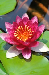 蓮花