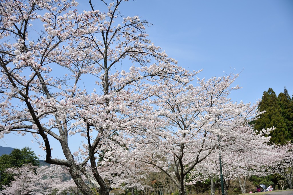 お花見日和
