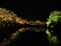 米沢の夜桜