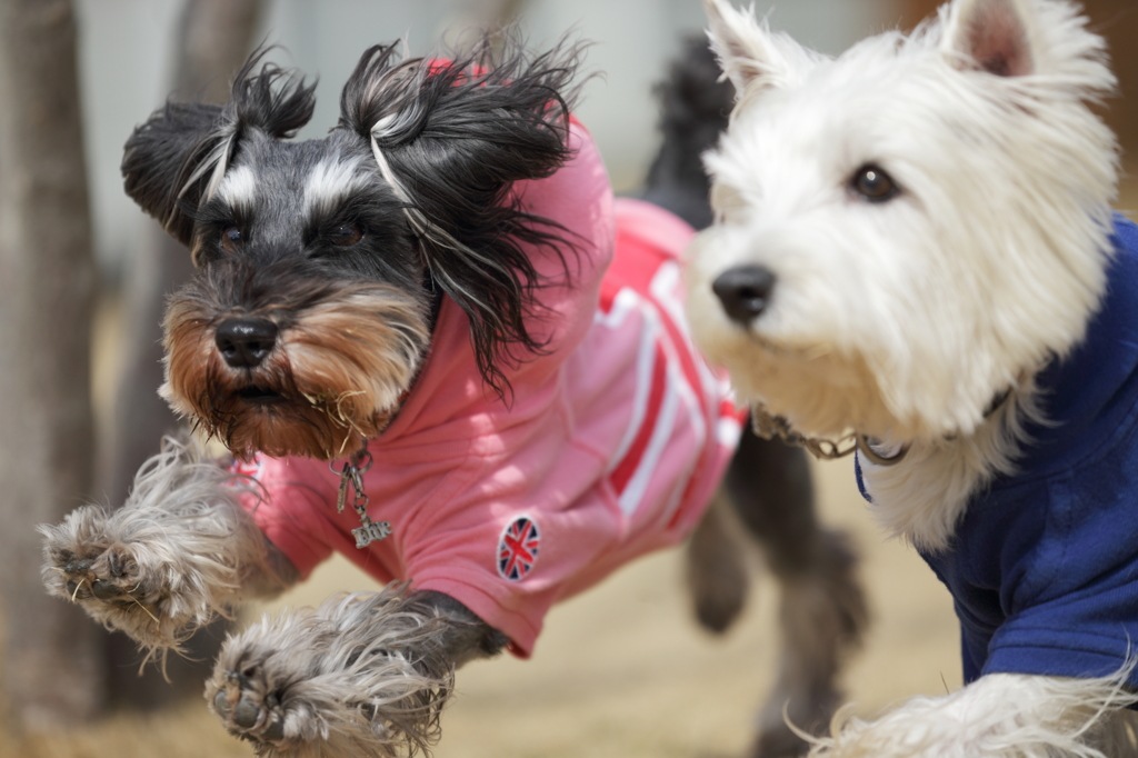 追う犬たち