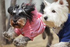 追う犬たち