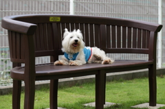 更に暑そうないぬ。