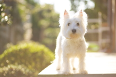 陽だまりと白犬