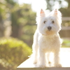 陽だまりと白犬