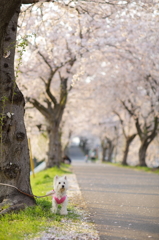 さくらとそら