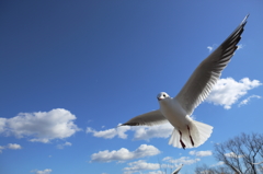 霞ヶ浦のカモメ