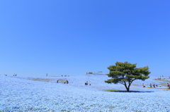 青すぎ