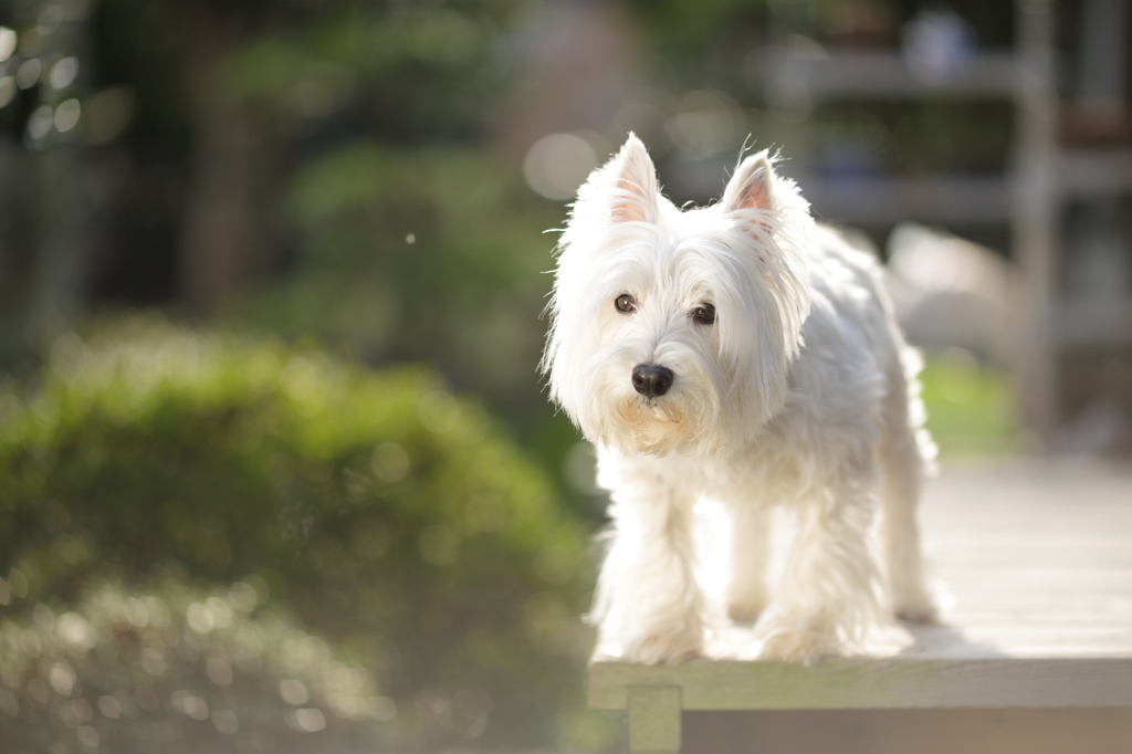 陽だまりと白犬2