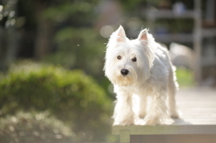 陽だまりと白犬2
