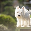 陽だまりと白犬2