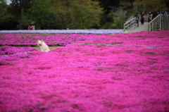 芝桜と犬