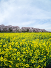 権現堂桜堤×魚眼×縦構図