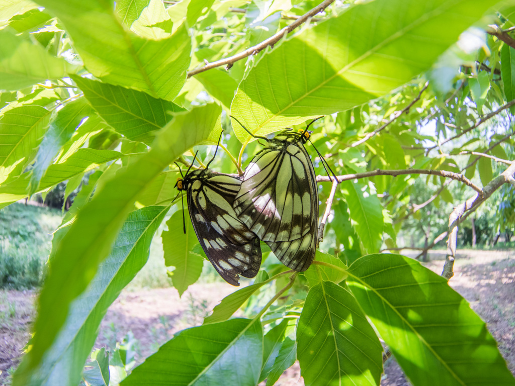 ゴマダラチョウの交尾 (1)